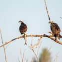 On Being Attacked By Ospreys On Bobs Lake