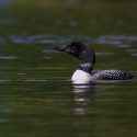 Baby Loon Rescued, Mother sought by OPP