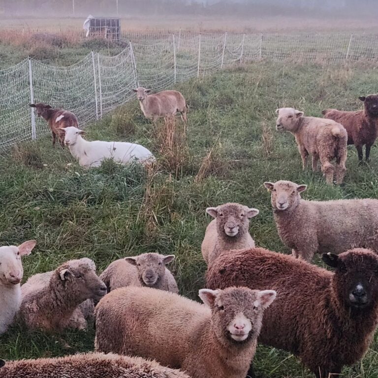 A Special Experience in Rural Ontario: Steal the Bloom Farm